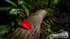 Mount Tambuyukon Expedition  